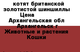 котят британской золотистой шиншиллы › Цена ­ 10 000 - Архангельская обл., Архангельск г. Животные и растения » Кошки   